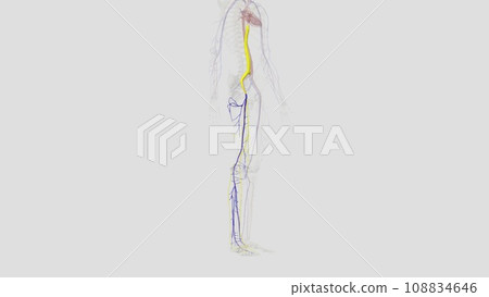 The veins of the lower limb drain deoxygenated blood and return it to the heart 108834646