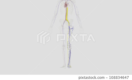 The veins of the lower limb drain deoxygenated blood and return it to the heart The veins of the lower limb drain deoxygenated blood and return it to the heart 108834647