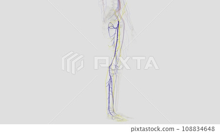 The veins of the lower limb drain deoxygenated blood and return it to the heart 108834648