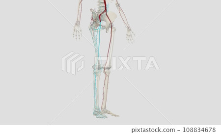 The external iliac artery provides the main blood supply to the legs. The external iliac artery provides the main blood supply to the legs. 108834678