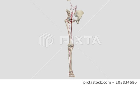 The external iliac artery provides the main blood supply to the legs. 108834680
