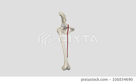 The femoral artery is a large blood vessel that provides oxygenated blood 108834690