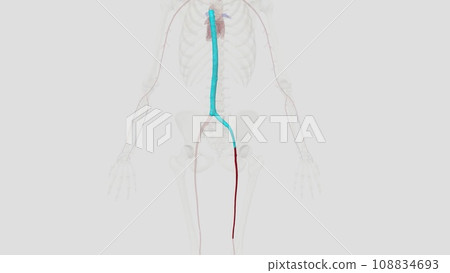 The femoral artery is a large blood vessel that provides oxygenated blood 108834693