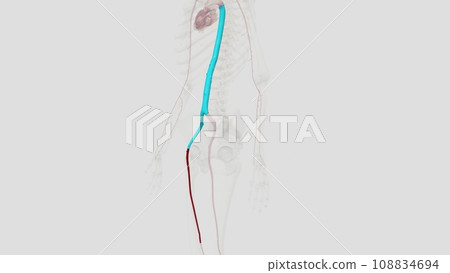 The femoral artery is a large blood vessel that provides oxygenated blood 108834694