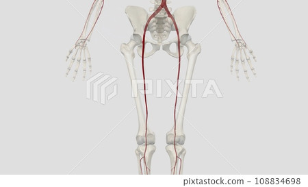 The femoral artery is a large blood vessel that provides oxygenated blood The femoral artery is a large blood vessel that provides oxygenated blood 108834698