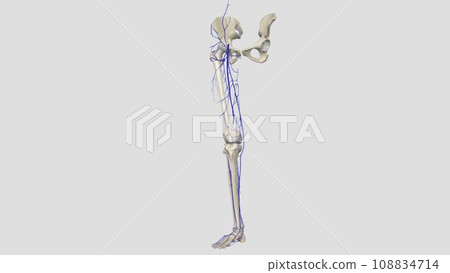 In the human body, the femoral vein is the vein that accompanies the femoral artery in the femoral sheath 108834714