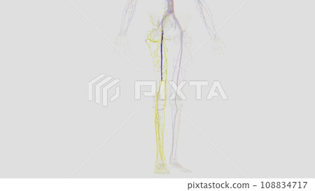 In the human body, the femoral vein is the vein that accompanies the femoral artery in the femoral sheath In the human body, the femoral vein is the vein that accompanies the femoral artery in the femoral sheath 108834717