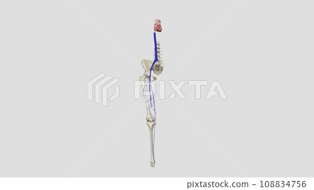 The great saphenous vein is a large superficial vein of the lower limb 108834756