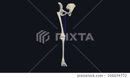 The great saphenous vein is a large superficial vein of the lower limb 108834772