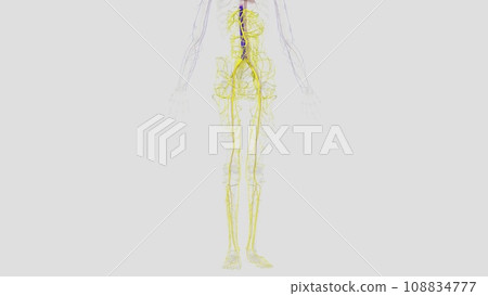 The inferior vena cava is a large vein that carries the deoxygenated blood from the lower 108834777
