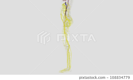 The inferior vena cava is a large vein that carries the deoxygenated blood from the lower The inferior vena cava is a large vein that carries the deoxygenated blood from the lower 108834779