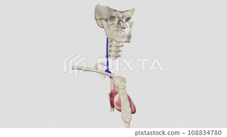The internal jugular vein is a paired venous structure that collects blood from the brain, The internal jugular vein is a paired venous structure that collects blood from the brain, 108834780