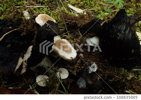Mushroom World Yaguratake Mushrooms that grow on top of mushrooms 108835005