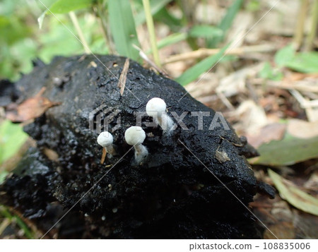 Mushroom World Yaguratake Mushrooms that grow on top of mushrooms 108835006