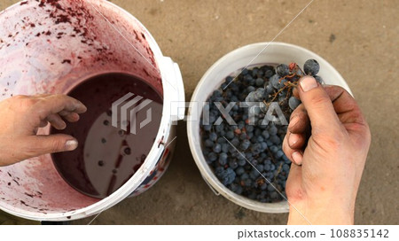 farmer's hands take a bunch of red grapes from one white bucket and pick the berries into another plastic container, the process of sorting grapes for making red wine 108835142