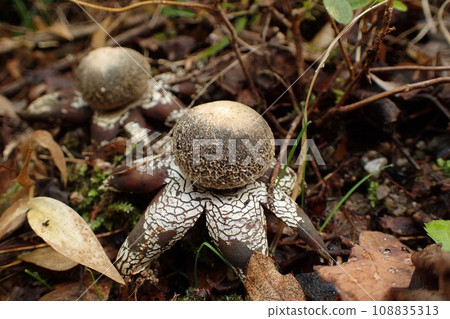 Mushroom World Tsuchiguri family Tsuchiguri family 108835313