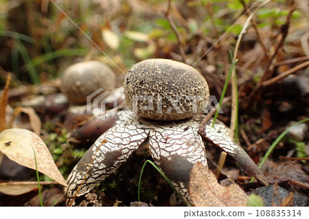 Mushroom World Tsuchiguri family Tsuchiguri family 108835314