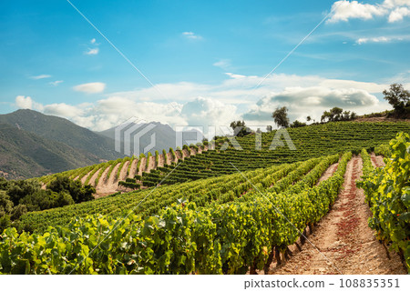 Cultivation of a vineyard in the mountains. Agriculture. Cultivation of a vineyard in the mountains. Agriculture. 108835351
