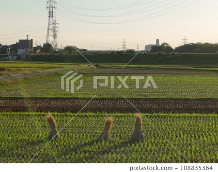 Rice field of the sunset Rice field of the sunset 108835364