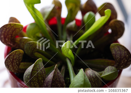 食蟲植物 108835367