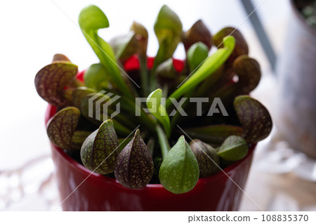 Carnivorous plant 108835370