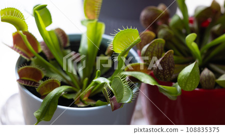 食肉植物捕蠅器 108835375