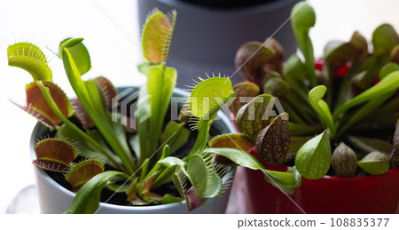 食肉植物捕蠅器 108835377