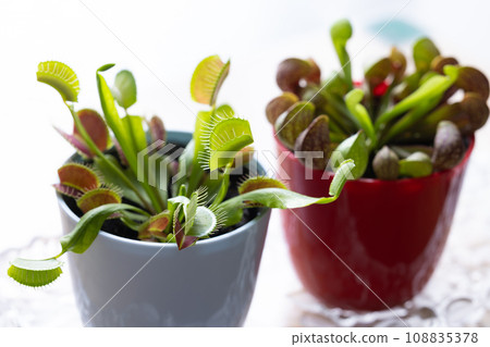 食肉植物捕蠅器 食肉植物捕蠅器 108835378