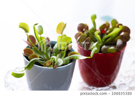 Carnivorous plant flytrap 108835380