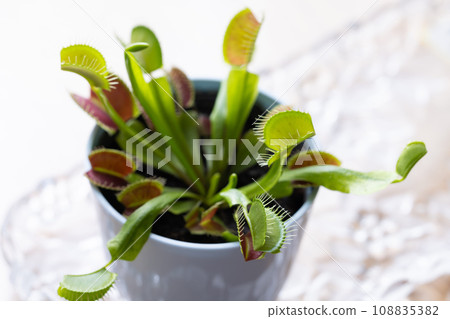 食肉植物捕蠅器 108835382