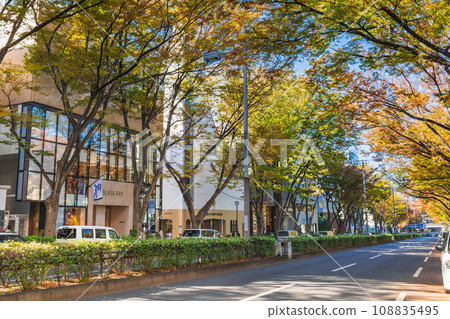 Omotesando in autumn Omotesando in autumn 108835495