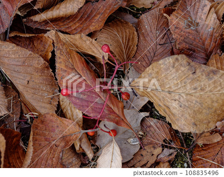 Fallen leaves and fruits of Azuki pear, Rosaceae 108835496