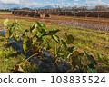 Taro field and rice hanging scenery 108835524