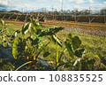 Scenery of taro field and rice drying 108835525