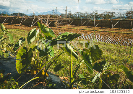 芋頭田曬稻子風景 108835525