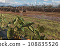 Taro cultivation and rice lining 108835526