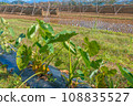 Taro cultivation and rice lining 108835527