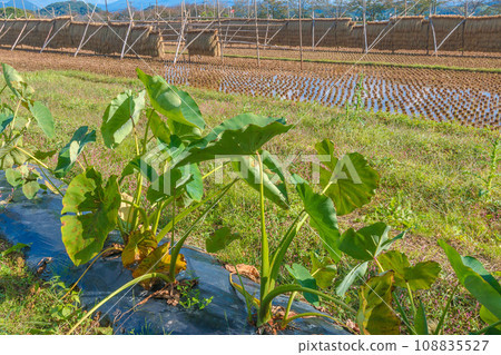 芋頭種植和水稻襯裡 108835527