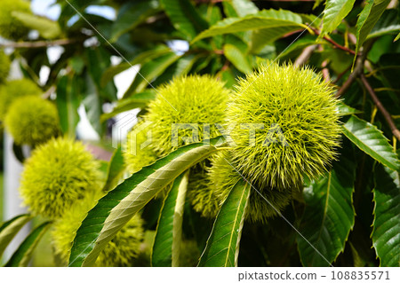 秋天的栗子果實 108835571