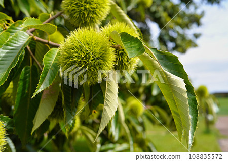 秋天的栗子果實 108835572