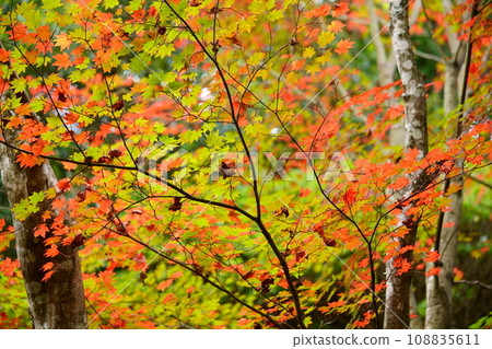 Kyoto Shoboji Temple - two-colored autumn leaves 108835611