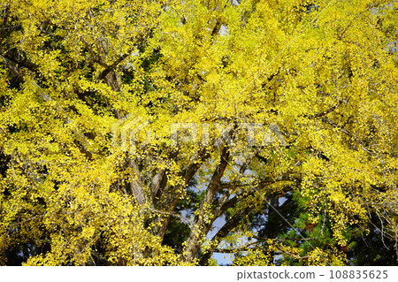 The beginning of the large ginkgo tree and falling leaves at Shoboji Temple, Kyoto 108835625