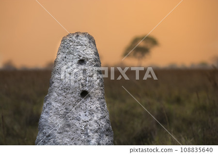 Termite mounds in Pantanal countyside environment,, Transpantaneira Route, Pantanal, Mato grosso.Brazil. Termite mounds in Pantanal countyside environment,, Transpantaneira Route, Pantanal, Mato grosso.Brazil. 108835640