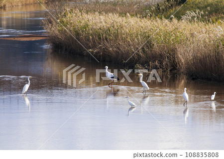 Companion: Stork 108835808