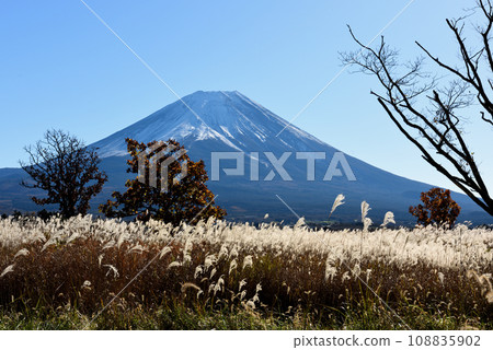 Western part of Fuji where pampas grass grows 108835902