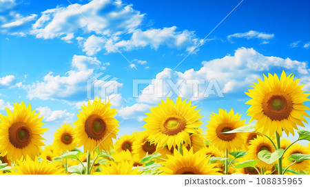 Sun Flower Sun Flower 108835965