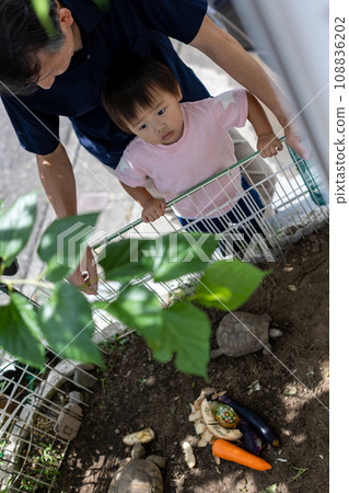 親子餵食陸龜、Kezume 陸龜、赫爾曼陸龜 108836202