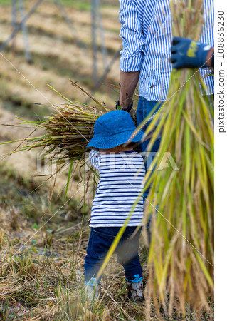 水稻收割體驗 108836230