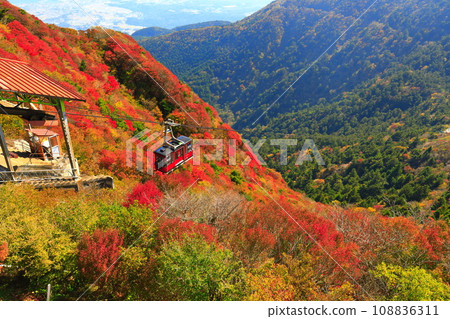 [長崎縣]晴天雲仙二田嶺的紅葉（雲仙纜車） 108836311