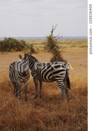 Pair of Grant's zebras on African savanna at Amboseli National Park in Kenya - vertical 108836409
